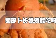 胡萝卜长根须能吃吗