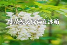 槐花怎么保存在冰箱