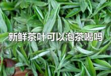 新鲜茶叶可以泡茶喝吗