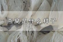 燕窝是什么样子