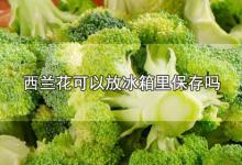 西兰花可以放冰箱里保存吗