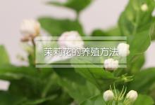 茉莉花的养殖方法