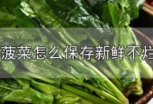 菠菜怎么保存新鲜不烂