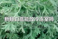 新鲜白蒿能放冷冻室吗