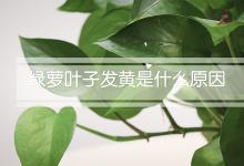 绿萝叶子发黄是什么原因