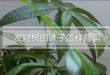 发财树的叶子怎样修剪