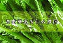 油麦菜发苦什么原因