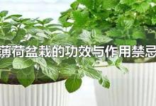 薄荷盆栽的功效与作用禁忌