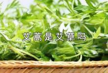 艾蒿是艾草吗