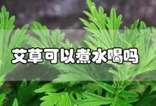 艾草可以煮水喝吗