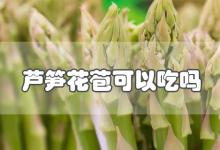 芦笋花苞可以吃吗