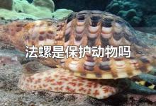 法螺是保护动物吗