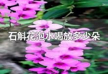 石斛花泡水喝放多少朵