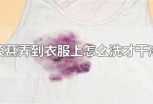 桑葚弄到衣服上怎么洗才干净