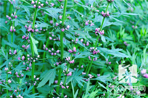 百花蛇舌草和半枝莲的功效