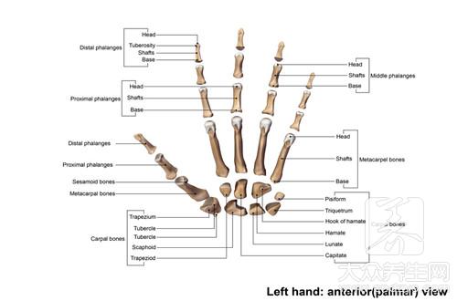 左手腕骨头突出要怎么治疗呢？
