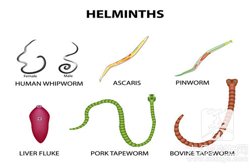 猪肉绦虫吃了怎么办