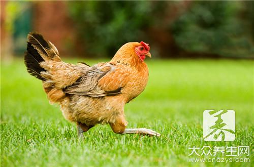 鸡胗是鸡的哪个部位，食用方法很讲究