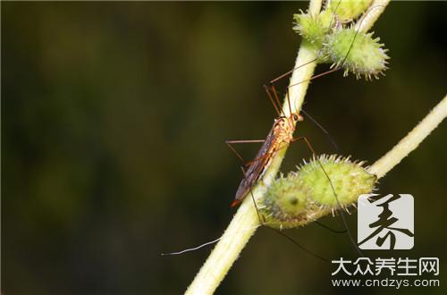 苍耳子能治湿疹吗？