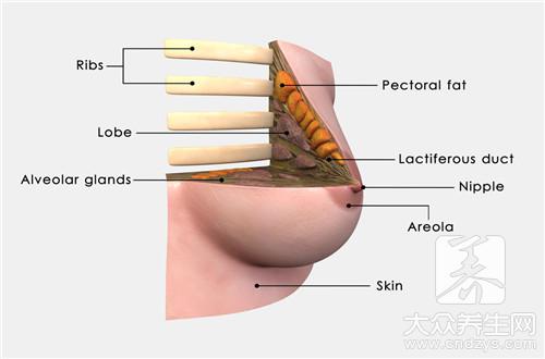 乳腺囊性回声