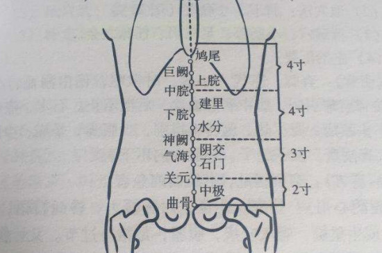 上腕的准确位置图作用