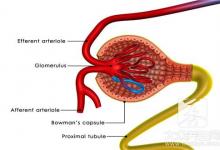 怎样修复肾小球